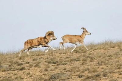  ۲ قرق اختصاصی در خراسان شمالی به تصویب شورای‌عالی محیط زیست رسید
