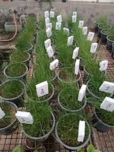  مطالعات پژوهشی بر روی گیاهان سازگار و مقاوم با شرایط اقلیمی خوزستان