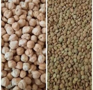  آغاز کشت حبوبات در اراضی دیم  شهرستان دهلران