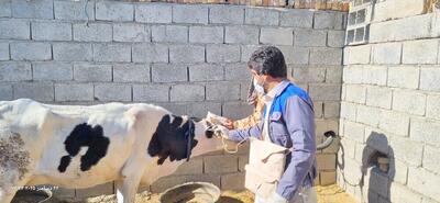  واکسینه ۴۷ هزار رأس دام سنگین سیستان و بلوچستان علیه بیماری لمپی‌اسکین