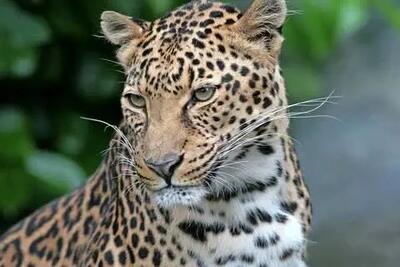 بازیگوشی دو پلنگ ایرانی در جنگل‌های سوادکوه/ ویدئو