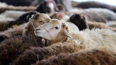  کشف ۳۴ رأس احشام قاچاق در سواحل قشم