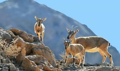  سرشماری سراسری پستانداران شاخص مازندران با رویکرد علمی