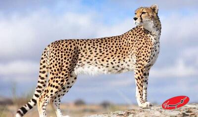 ویدیویی از صورت خون‌آلود یوز ایرانی؛ «هیوا» محیط‌بانان را خوشحال کرد - کلبه سرگرمی