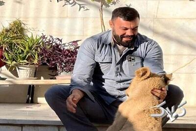 شیری که در خانه در کنار صاحبش راز بقا می دید! | ببینید - مجله اینترنتی کولاک