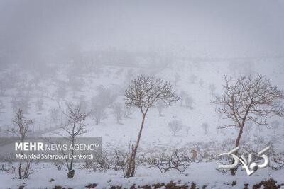 بوران شدید و سهمگین برف در ارتفاعات شهرستان تکاب - مجله اینترنتی کولاک