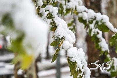 تصاویری از تداوم بارش برف در مناطق مختلف آذربایجان غربی - مجله اینترنتی کولاک