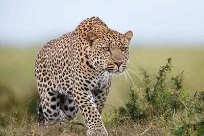 فیلم/ بازیگوشی دو پلنگ ایرانی در جنگل‌های سوادکوه