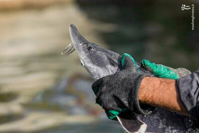 عکس/ پرورش ماهیان خاویاری در کلات نادری