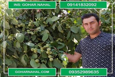  خرید نهال گردو چگونه می تواند به یک سرمایه گذاری سودآور تبدیل شود؟