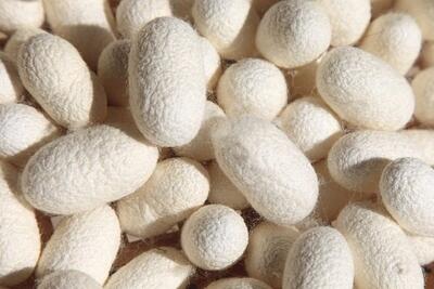  اینفوگرافیک؛ تولید ۴۰۶ تُن پیله تر ابریشم در گیلان