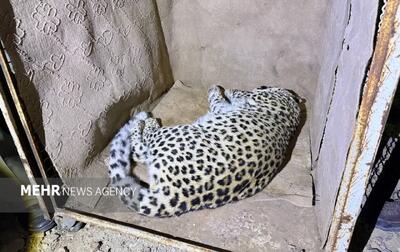 پلنگ شش‌ساله شهمیرزاد زنده‌گیری شد