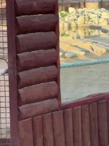 ویدئو: طناب کشی ستاره رئال مادرید با ببر در باغ وحش! - پارس فوتبال