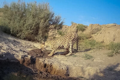 تصویب قرق «اوزوم» به‌عنوان حفاظتگاه مردمی