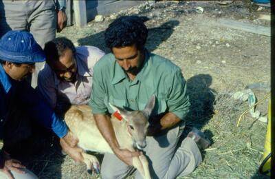 چنین‌اند عاشقان