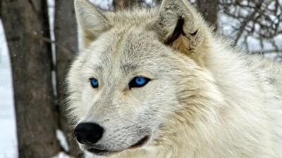 هشدار به ساکنان این شهر / مراقب گرگ های گرسنه باشید + فیلم حمله گرگ ها