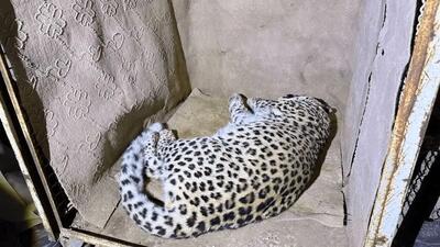  زنده‌گیری پلنگ در سمنان