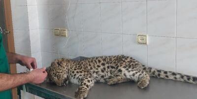 زند‌ه‌گیری یک پلنگ سرگردان در محدوده شهری شهمیرزاد سمنان (۷ دی ۱۴۰۴)