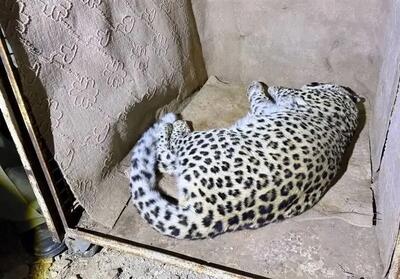 یک قلاده پلنگ نر 6ساله در خیابان‌های شهمیرزاد نجات یافت