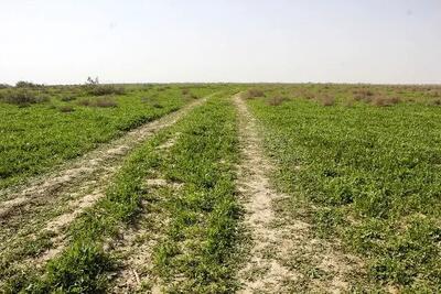 آبگیری حدود ۳۰ درصدی تالاب و مراتع جازموریان در جنوب کرمان