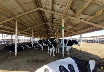 قیمت دام زنده امروز پنجشنبه ۴ دی ۱۴۰۴ اعلام شد + جدول