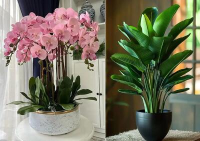  گیاهان آپارتمانی که در اتاق بدون پنجره رشد دارن؛ راهنمای نگهداری واسه محیط فاقد نور