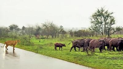  مستند حیات وحش؛ دیدبانی شیر وسط جاده برای گلچین کردن بوفالوی راحت الشکار
