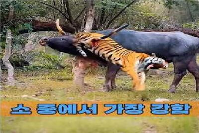  مستند حیات وحش؛ ببر جای شکار بوفالو خودشو ناکار کرد