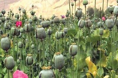 تصمیم نهایی درباره کشت شقایق الیفرا تا یک ماه آینده | سیاست روز