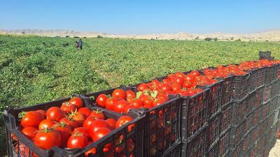  سطح زیر کشت گوجه‌فرنگی در گچساران به ۸۶۸ هکتار رسید
