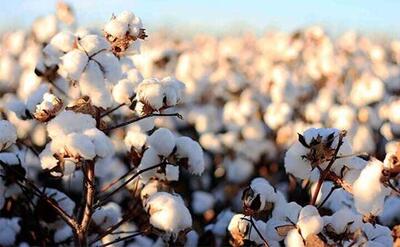 ۵۰ هزارتن پنبه تا پایان سال وارد می‌شود