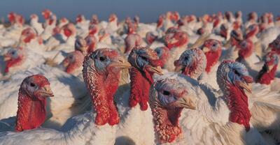 تولید سالیانه ۳۴۲ تُن گوشت بوقلمون در بهار