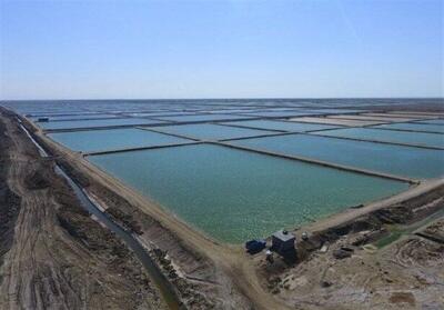 جهش هرمزگان به سوی تولید و صادرات میگو در سال ۱۴۰۵