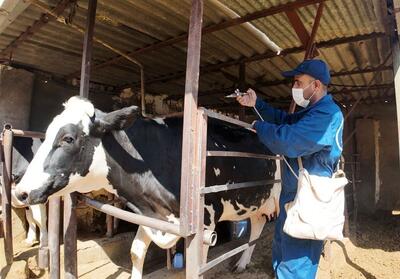 47 هزار رأس دام سنگین علیه لمپی‌اسکین واکسینه شدند - تسنیم
