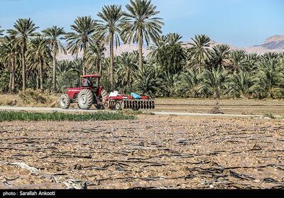 هشدار نارنجی هواشناسی کشاورزی در کرمان؛ کشاورزان تمهیدات پیشگیرانه را جدی بگیرند - تسنیم