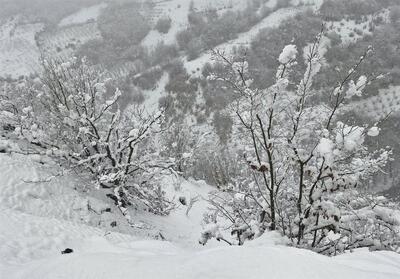 بارش رحمت در کردستان/ ارتفاع برف به یک متر رسید - تسنیم