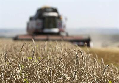 برداشت غلات روسیه در 2025 به 140 میلیون تن رسید - تسنیم