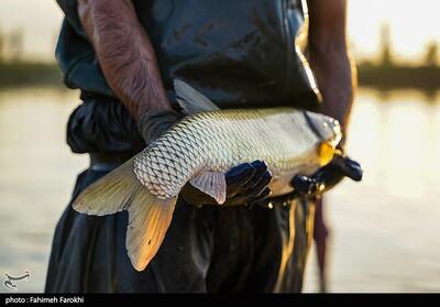 صادرات 85 میلیون دلار محصولات شیلاتی از چهارمحال و بختیاری - تسنیم