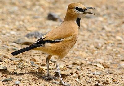 جواهر نادر کویر در دل زمستان توران ظاهر شد - تسنیم