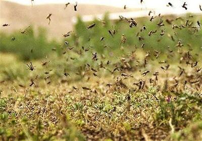 تشکیل ستاد مقابله با هجو م ملخ‌های صحرایی در استان بوشهر - تسنیم