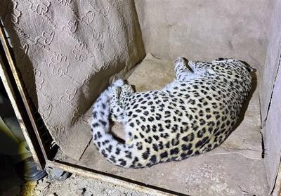 نجات پلنگ سرگردان از خیابان‌های شهمیرزاد - تسنیم