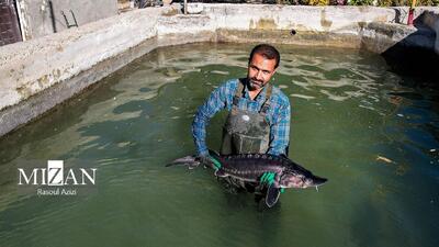 خاویار ایرانی در کلات نادری