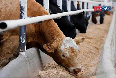 قیمت دام زنده امروز ۷ دی 1404 + جدول