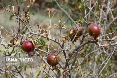مرگ تدریجی یک برند ملی/ این محصول را به ونتیلاتور وصل کنید