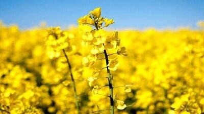  آغاز کشت گسترده کاملینا در کوهدشت؛ گامی موثر برای آینده کشاورزی لرستان