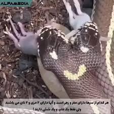  مار دو سر در حال بلعیدن دو موش!