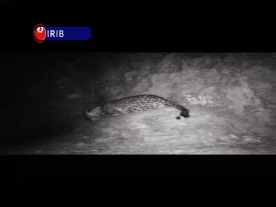 ثبت تصاویری جدید از پلنگ ایرانی دهلران