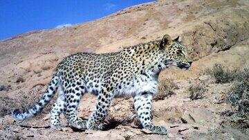 ثبت تصاویری جدید از پلنگ ایرانی در دهلران