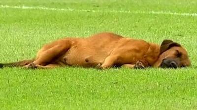  خوابیدن یک سگ در محوطه جریمه زمین فوتبال!