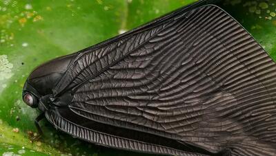  شکار بتمن دنیای حشرات در اندونزی (+عکس)